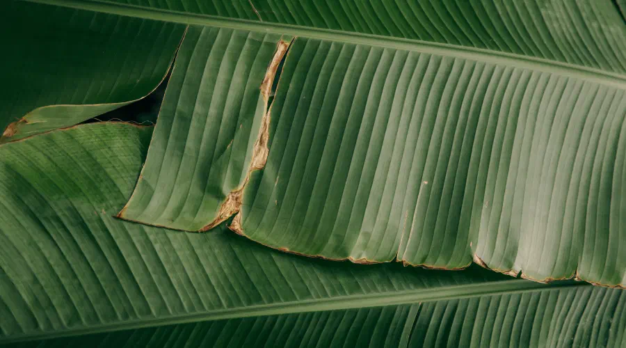 green-leaf-plant.jpg