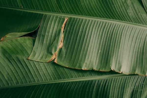 green-leaf-plant.jpg