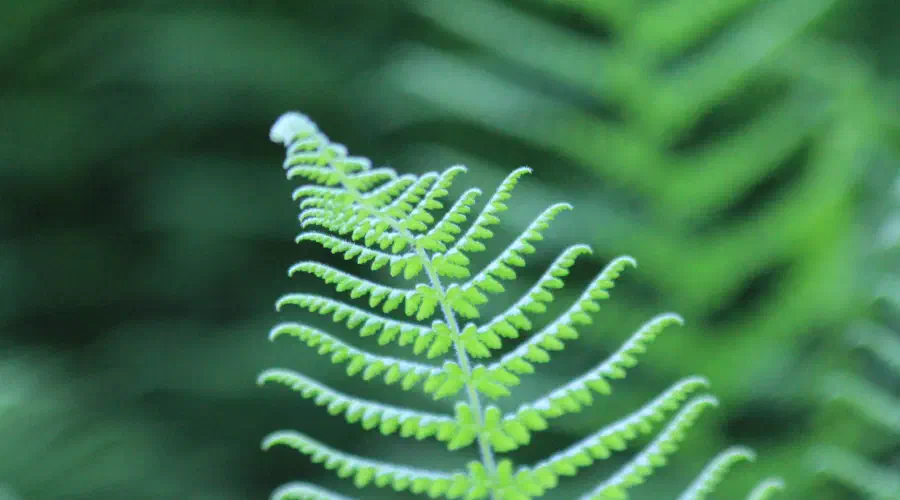 green-fern.jpg
