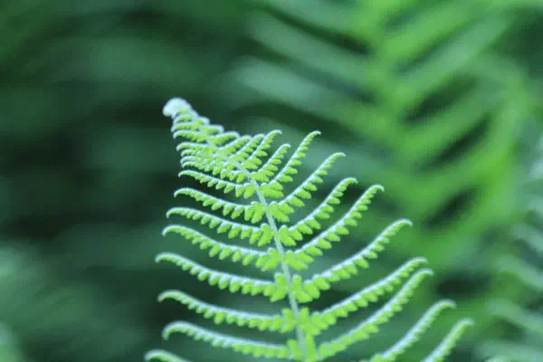 green-fern.jpg